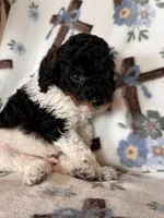 Ranger, a male Poodle - Miniature  for sale in Kerrville, TX – 5 of 8