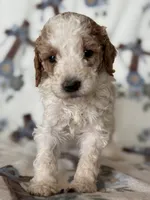 Ace, a male Poodle - Miniature  for sale in Kerrville, TX – 2 of 8