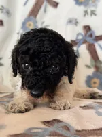 Ranger, a male Poodle - Miniature  for sale in Kerrville, TX – 7 of 8