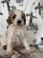 Ace, a male Poodle - Miniature  for sale in Kerrville, TX – 5 of 8
