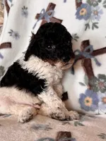 Ranger, a male Poodle - Miniature  for sale in Kerrville, TX – 4 of 8