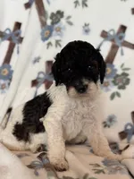 Chevy, a male Poodle - Miniature  for sale in Kerrville, TX – 5 of 5
