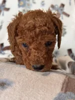 Copper, a male Poodle - Miniature  for sale in Kerrville, TX – 6 of 7
