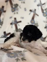 Chevy, a male Poodle - Miniature  for sale in Kerrville, TX – 2 of 5
