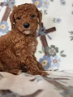 Copper, a male Poodle - Miniature  for sale in Kerrville, TX – 5 of 7