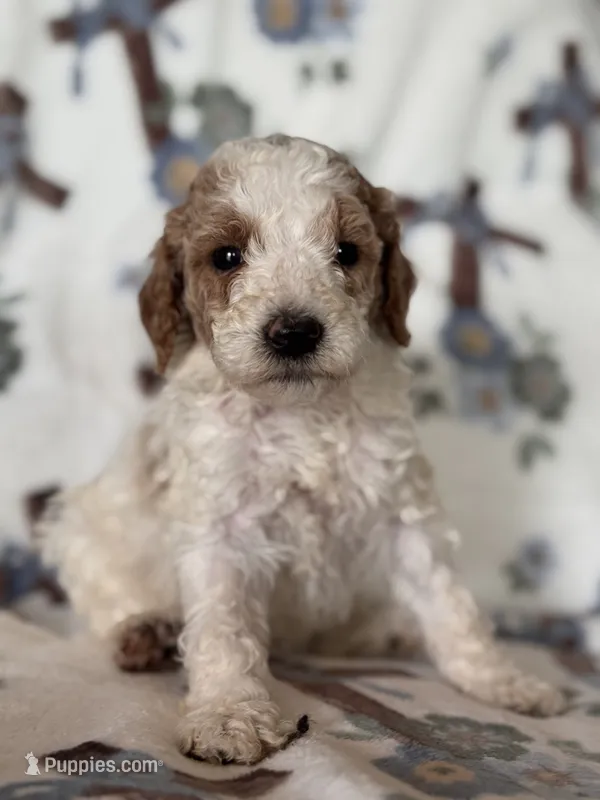 Ace – Poodle - Miniature  puppy for sale in Kerrville, TX