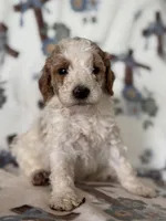 Ace, a male Poodle - Miniature  for sale in Kerrville, TX – 1 of 8