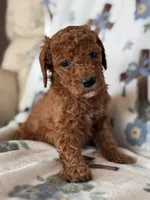 Copper, a male Poodle - Miniature  for sale in Kerrville, TX – 7 of 7
