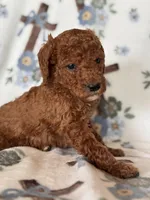 Copper, a male Poodle - Miniature  for sale in Kerrville, TX – 4 of 7