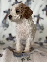 Ace, a male Poodle - Miniature  for sale in Kerrville, TX – 3 of 8