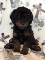 Opera, a female Poodle - Miniature  for sale in Kerrville, TX – 4 of 4