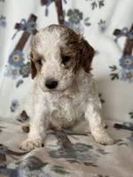 Ace, a male Poodle - Miniature  for sale in Kerrville, TX – 8 of 8