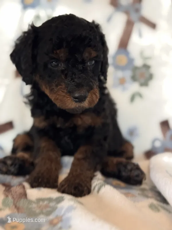 Opera – Poodle - Miniature  puppy for sale in Kerrville, TX