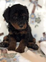 Opera, a female Poodle - Miniature  for sale in Kerrville, TX – 1 of 4