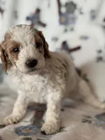 Ace, a male Poodle - Miniature  for sale in Kerrville, TX – 7 of 8