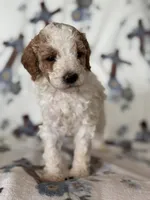 Ace, a male Poodle - Miniature  for sale in Kerrville, TX – 6 of 8