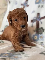 Copper, a male Poodle - Miniature  for sale in Kerrville, TX – 3 of 7