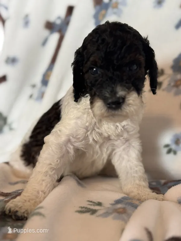 Chevy – Poodle - Miniature  puppy for sale in Kerrville, TX