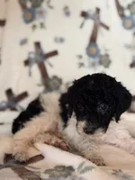 Chevy, a male Poodle - Miniature  for sale in Kerrville, TX – 4 of 5