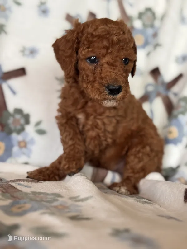 Copper – Poodle - Miniature  puppy for sale in Kerrville, TX
