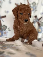 Copper, a male Poodle - Miniature  for sale in Kerrville, TX – 1 of 7