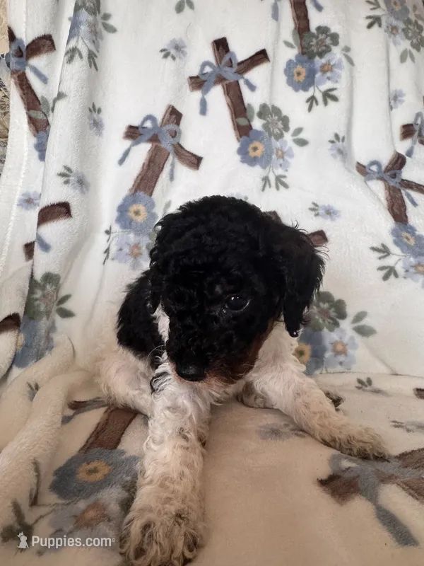 Ranger – Poodle - Miniature  puppy for sale in Kerrville, TX