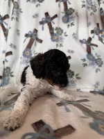Ranger, a male Poodle - Miniature  for sale in Kerrville, TX – 8 of 8