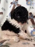 Ranger, a male Poodle - Miniature  for sale in Kerrville, TX – 6 of 8