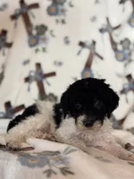 Chevy, a male Poodle - Miniature  for sale in Kerrville, TX – 3 of 5