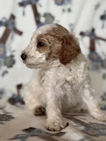 Ace, a male Poodle - Miniature  for sale in Kerrville, TX – 4 of 8