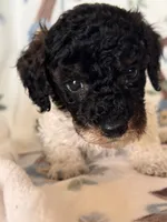 Ranger, a male Poodle - Miniature  for sale in Kerrville, TX – 2 of 8