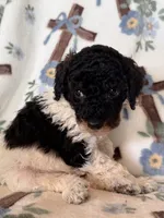 Ranger, a male Poodle - Miniature  for sale in Kerrville, TX – 3 of 8