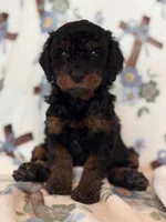 Opera, a female Poodle - Miniature  for sale in Kerrville, TX – 2 of 4
