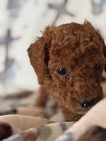 Copper, a male Poodle - Miniature  for sale in Kerrville, TX – 2 of 7