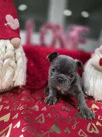 Blue, a female French Bulldog for sale in Corona, CA – Photo 4 of 6