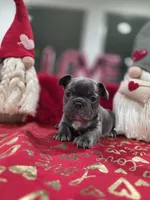 Blue, a female French Bulldog for sale in Corona, CA – Photo 2 of 6