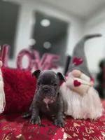 Blue, a female French Bulldog for sale in Corona, CA – Photo 1 of 6