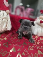 Blue, a female French Bulldog for sale in Corona, CA – Photo 6 of 6