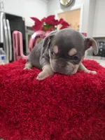 Oreo, a female French Bulldog for sale in Corona, CA – Photo 4 of 5