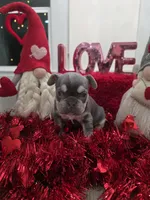 Oreo, a female French Bulldog for sale in Corona, CA – Photo 1 of 5