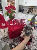 Oreo, a female French Bulldog for sale in Corona, CA – Photo 3 of 5