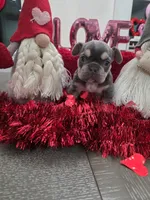 Oreo, a female French Bulldog for sale in Corona, CA – Photo 5 of 5