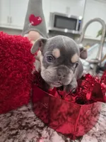 Oreo, a female French Bulldog for sale in Corona, CA – Photo 2 of 5