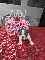 Precious, a male French Bulldog for sale in Corona, CA – Photo 5 of 8