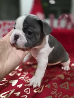 Precious, a male French Bulldog for sale in Corona, CA – Photo 6 of 8