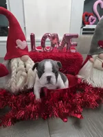 Precious, a male French Bulldog for sale in Corona, CA – Photo 4 of 8