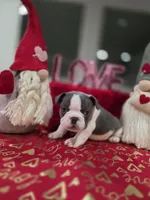 Precious, a male French Bulldog for sale in Corona, CA – Photo 7 of 8