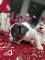 Precious, a male French Bulldog for sale in Corona, CA – Photo 8 of 8