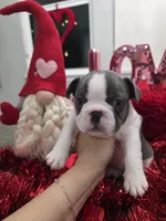 Precious, a male French Bulldog for sale in Corona, CA – Photo 1 of 8