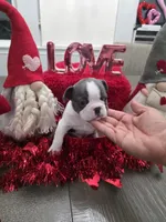 Precious, a male French Bulldog for sale in Corona, CA – Photo 2 of 8